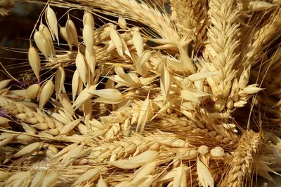 Зреет пшеница, рожь колосится... \" :: Константин Бобинский – Социальная  сеть ФотоКто