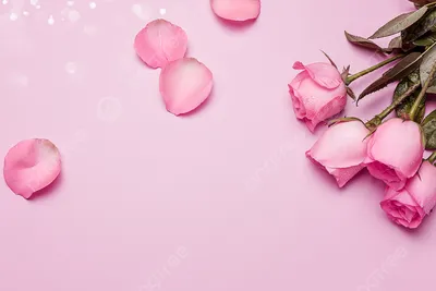 фон розовые розы, Роза, лепесток, Розовый фон фон картинки и Фото для  бесплатной загрузки