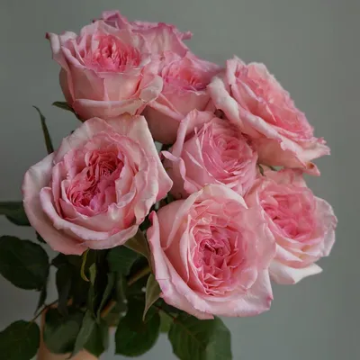 Милые розовые обои - 62 фото