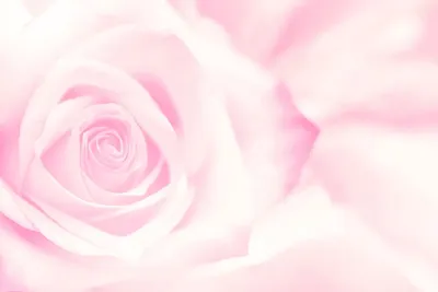 Розовые милые цветы фон на мобильных обоев Обои Изображение для бесплатной  загрузки - Pngtree