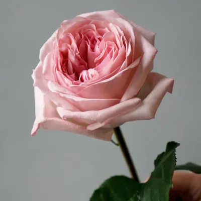 Букет из розовые розы - 51 штук - Green Rose