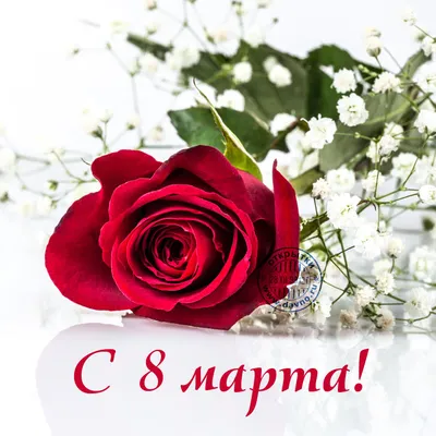 8 марта» 1980 Красные розы 10,5x15 см открытка СССР - 8 марта -  Интернет-магазин. Новогодние, художественные открытки СССР.