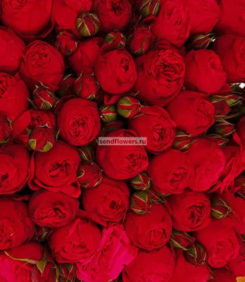 Фото Эти розы для тебя
