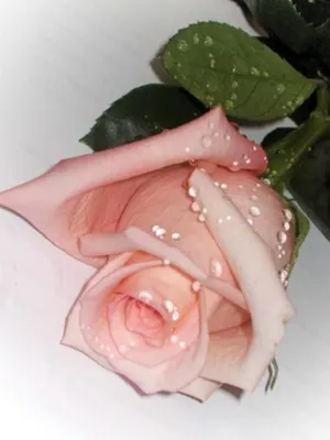 Пин от пользователя Маргарита Решта на доске Романтика,Любовь | Радужные  розы, Открытки, Букет красной розы