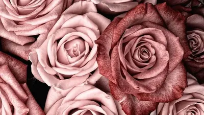 Красные розы | Red roses, Flowers bouquet gift, Red roses wallpaper