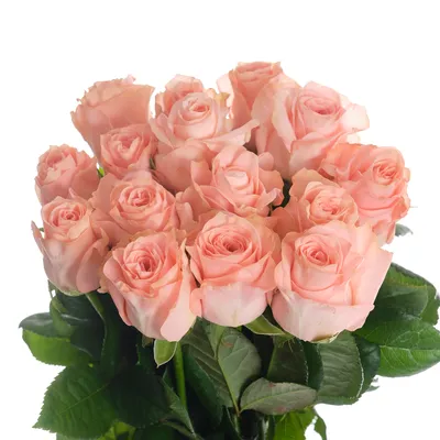 Букет из 201 красной розы (70 см) купить в Москве недорого с доставкой