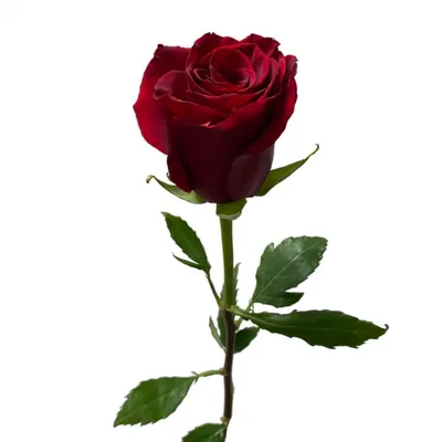 Как сажать розы: когда лучше и в какой грунт, пошаговая инструкция | РБК  Life