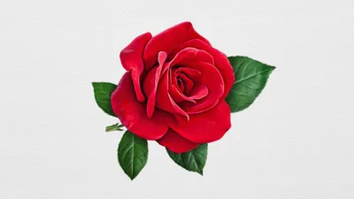 красивые розовые цветы раскладка изолирована на белом фоне Стоковое  Изображение - изображение насчитывающей цветок, влюбленность: 217806081