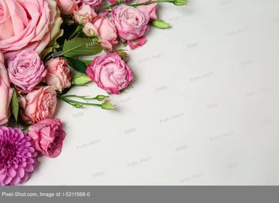 Пышные Цветущие Розы Белом Фоне Изолировать Поздравительных Открыток  Свадьбы Днем стоковое фото ©EVdesign_EV 302057612