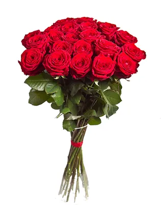 Фотография букет Розы Красный Цветы Белый фон