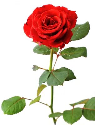 розовая роза на белом фоне стоковое изображение. изображение насчитывающей  портрет - 224125425