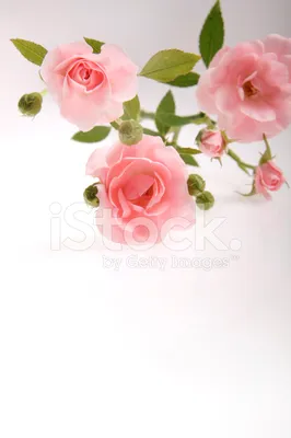 Розовые Розы На Белом Фоне 1 Стоковые Фотографии | FreeImages