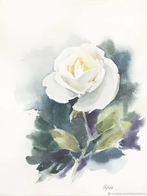 Роза на белом фоне (76 фото) »