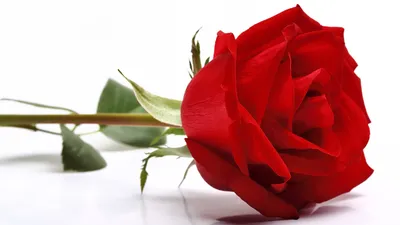 розовые цветы розы на белом фоне PNG , романс, Роза, природа PNG картинки и  пнг PSD рисунок для бесплатной загрузки