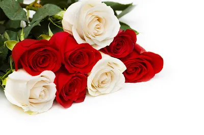 Фото Букеты Розы Цветы белом фоне