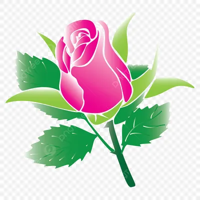 Картинка букет роза белая Цветы белом фоне