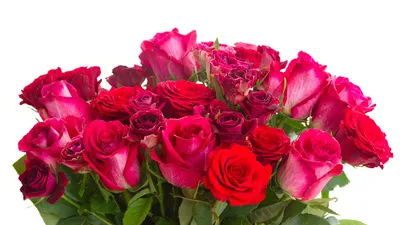 Фото Букеты Розы цветок вблизи белом фоне 3840x2160