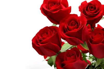 Розовые розы на белом фоне стоковое изображение. изображение насчитывающей  промахов - 210800861