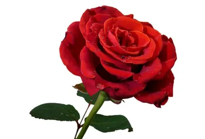 Красивые розы на белом фоне :: Стоковая фотография :: Pixel-Shot Studio