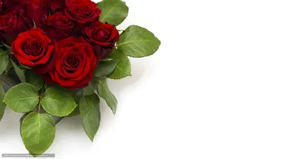 цветок розы на белом фоне PNG , Роза, Изолированные, Один PNG картинки и  пнг рисунок для бесплатной загрузки