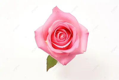 Красивые Розовые Розы На Белом Фоне — стоковые фотографии и другие картинки  Букет - Букет, Горизонтальный, Красота - iStock