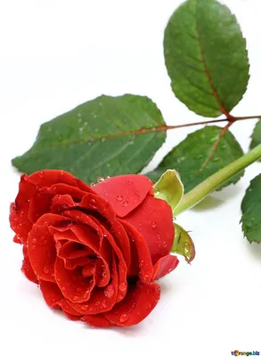 Фотографии роза Красный Цветы белом фоне
