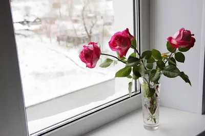 Как сохранить розы зимой? Укрытие роз. Способы защиты. Уход за розами. Фото  — Ботаничка