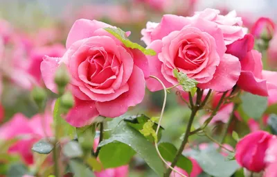 Розы необычно зимой зимой растут …» — создано в Шедевруме