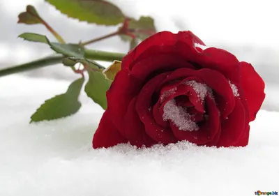 Розы зимой картинки красивые - 75 фото