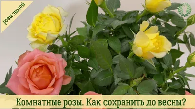 Зимой цветут розы / Пышные платья / Проекты