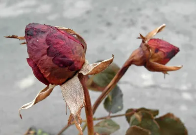 Как укрыть розы на зиму: практические советы