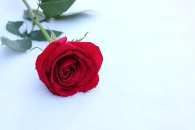 Комнатные розы. Как сохранить до весны. Питомник 🌹 и 🌲 Е. Иващенко -  YouTube