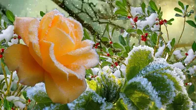 Розы зимой - 70 фото