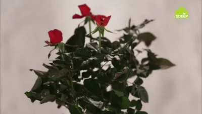 Хранение саженцев роз зимой: мой успешный опыт