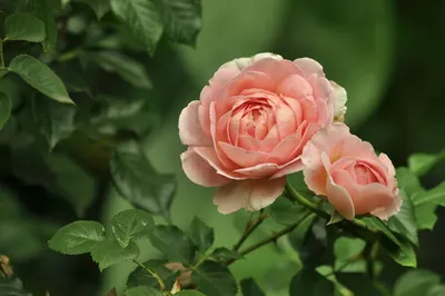 Садоводы научились размножать розы зимой. Узнали как — делимся подробной  инструкцией и фото — Газета Слонімская