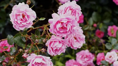 Наслаждаться цветами даже зимой! Такие хрупкие розы в зимнем оформлении❄️  Доступны к заказу: 📞8-928-148-43-00 🚗доставка круглосуточно! | Instagram