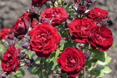 Как хранить зимой розу с закрытой и открытой корневой системой - Бобёр.ру