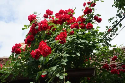 Укрывайте розы только так: хорошо перенесут зиму и порадуют пышным цветением