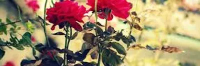 Как сохранить розы в вазе в квартире зимой | блог интернет - магазина  АртФлора