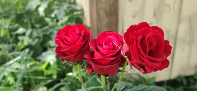 Как сохранить чайно-гибридные розы зимой? | Интернет-магазин садовых  растений