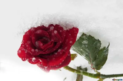 Защита роз зимой – это нужно знать