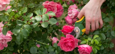Авторский букет Волшебница зима с нобилисом и розами | купить недорого |  доставка по Москве и области