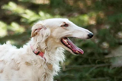 Русская псовая борзая (Borzoi) - это преданная и величественная порода  собак. Описание, фото и отзывы.