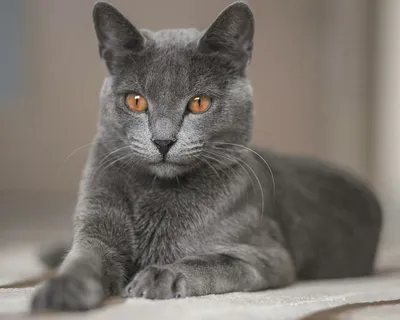 Русская голубая кошка - добрая и ласковая, однако наделена высоким  интеллектом, что иногда делает её поведение достаточно своеобразным.