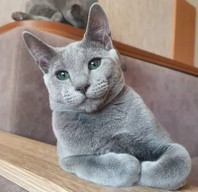 Русская голубая кошка. Небесная кошка.