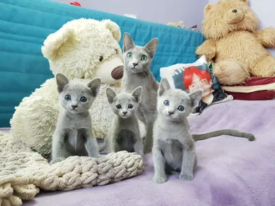 Русская голубая кошка: цена, фото