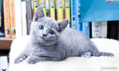 Набор для вышивания крестом PANNA Русская голубая кошка