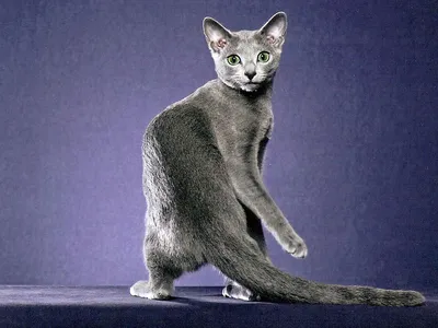 Все о породе русская голубая кошка за 3 минуты - YouTube