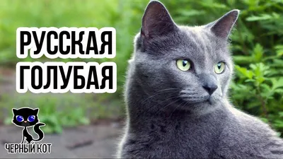 Домашние кошки, русская голубая кошка…» — создано в Шедевруме