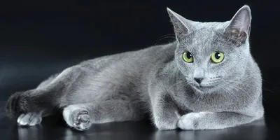 Русская голубая кошка. Руководство по породе